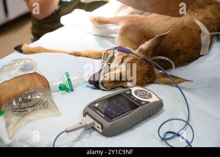 Ein Berggastelkitzel (Gazella gazella) mit gebrochenem Beinknochen wird unter Vollnarkose behandelt, fotografiert im israelischen Wildlife Hosp. Stockfoto