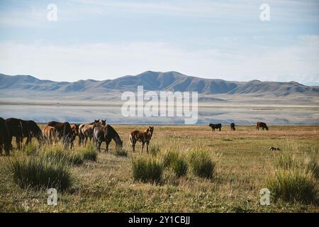 Herde von Pferden, die auf Berglandschaft weiden. Stockfoto