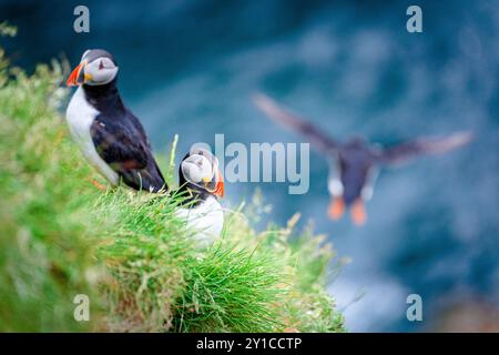 Atlantische Papageientaucher auf Klippen, Färöer Inseln Stockfoto