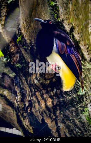 Zwölf Draht-Paradiesvogel Seleucidis melanoleucus Stockfoto