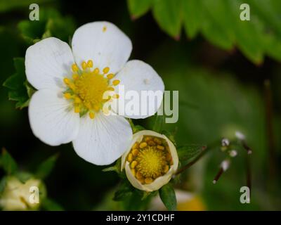 Strawbeery Flower zur Bestäubung geöffnet und geschlossen Stockfoto