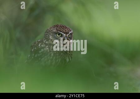 Little Owl ( Athene noctua ) in Gras, Bedfordshire UK Stockfoto