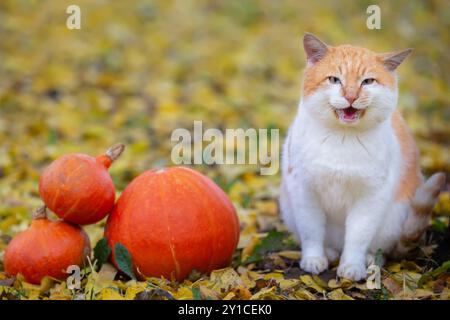 Eine lustige rote Katze sitzt zu Halloween auf dem Herbstgras neben Kürbissen. Halloween ist der Anfang. Stockfoto