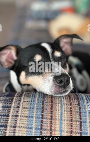 Nahaufnahme Porträt eines schwarz-weißen Jack Russell Terrier Hundes, der auf einem Sofa liegt, die Augen geschlossen, friedlich schläft, Tiefe des Feldes Stockfoto