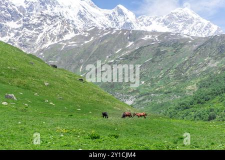 Drei braune und schwarze Pferde grasen auf einer grünen Hochlandwiese. Im Hintergrund befinden sich Berge, die mit Wald und Büschen bedeckt sind. Schneebedeckte hohe Gipfel Stockfoto
