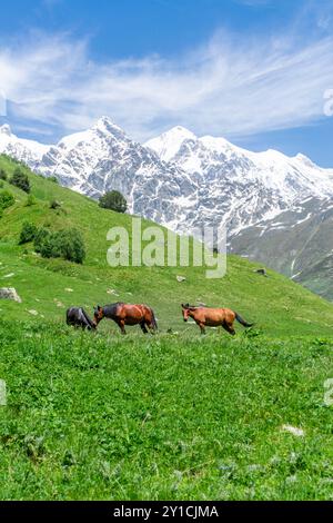 Drei braune und schwarze Pferde grasen auf einer grünen Hochlandwiese. Im Hintergrund befinden sich Berge, die mit Wald und Büschen bedeckt sind. Schneebedeckte Gipfel Stockfoto