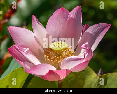 Nahaufnahme der Lilly-Anlage Stockfoto