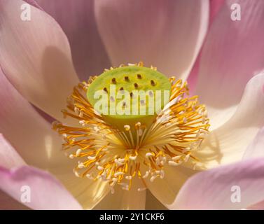 Nahaufnahme der Lilly-Anlage Stockfoto