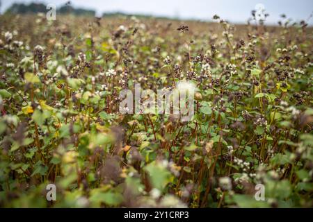 Buchweizen im Reifungsstadium vor der Ernte. Fagopyrum esculentum, japanischer Buchweizen und Silberhüllenbuckweizen blühen auf dem Feld. Nahaufnahme Stockfoto