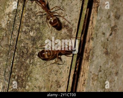 Nahaufnahme von Ameisen auf Baumrinde Stockfoto