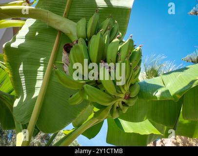 Bananenbäume, Musa Japonica wächst auf Rhodos, Griechenland Stockfoto