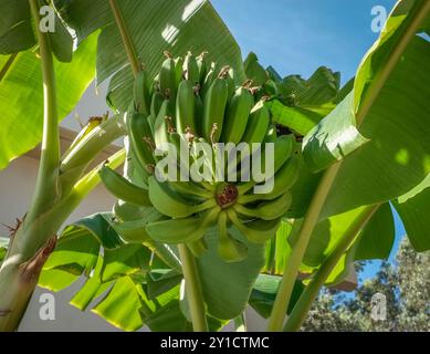 Bananenbäume, Musa Japonica wächst auf Rhodos, Griechenland Stockfoto