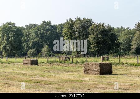 Würfelförmige Strohballen auf der Wiese Stockfoto