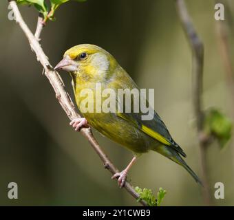 Europäischer Greenfinch liegt auf einer Zweigstelle im Darley & Nutwood Nature Reserve, Darley Abbey, Derbyshire. Stockfoto