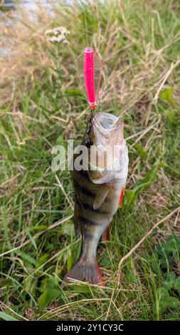 Süßwasserfischbarsch, die auf Spinnköder gespannt sind, Angeln, Fangen und Freilassen, Tiere und Tiere, Naturhintergrund Stockfoto