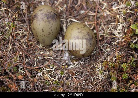 Nest und Eier, Langschwanzskua, arktisches Norwegen, Stercorarius longicaudus Stockfoto