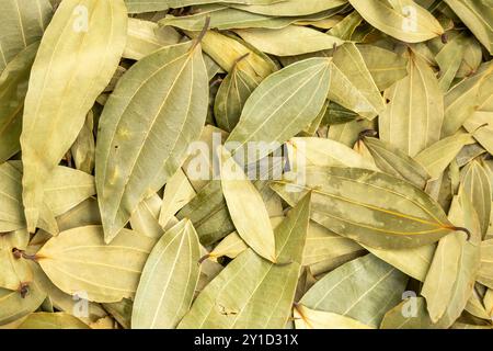 Getrocknete Bucht hinterlässt einen Texturhintergrund. Lorbeerblatt ist eine gute Quelle für Vitamin A, Vitamin B6 und Vitamin C. Stockfoto