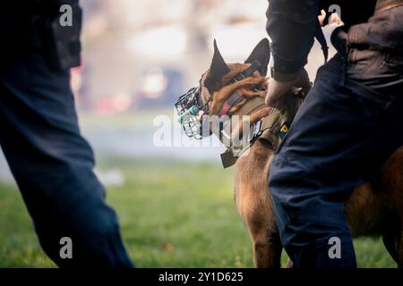 Polizeipatrouille mit Hund. Selektiver Fokus auf belgischem Schäfer in Gurtzeug. Stockfoto