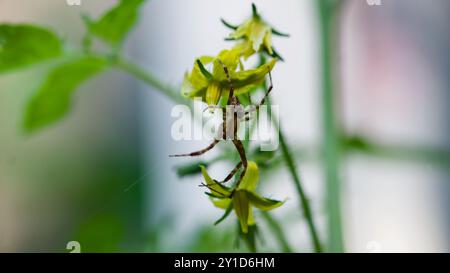 Eine Gartenspinne auf einer Tomatenblüte. Stockfoto