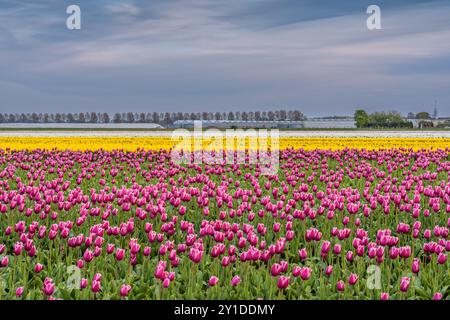 Violette und gelbe Tulpen auf einem Blumenfeld bei Sonnenuntergang Stockfoto