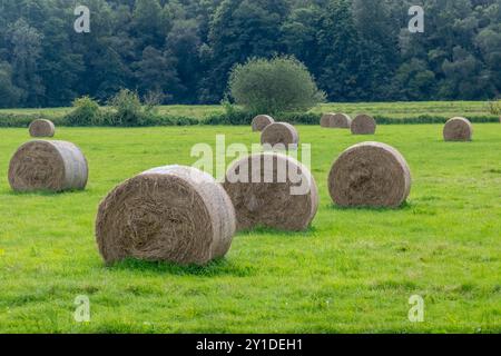 Runde Heuballen auf einem Feld in der Nähe von Farnham, Surrey, Großbritannien. Stockfoto