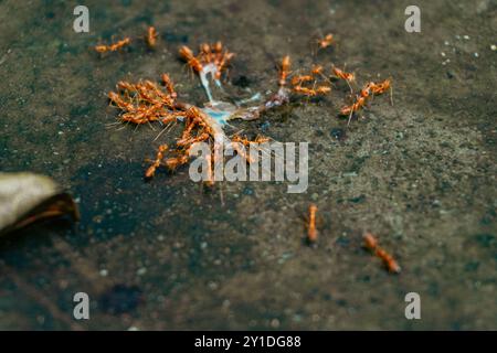 Eine Gruppe roter Weberameisen, die Insekten fressen, ist in einem indischen Hinterhof. Perfekte Nahaufnahme für Natur- und Wildtierfans. Stockfoto