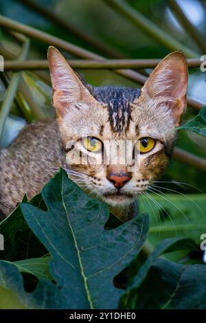 Eine neugierige indische streunende Katze flüchtet in einen Baum mit weit offenen Augen. Nahaufnahme, perfekt für Wildtiere und urbane Straßenaufnahmen. Stockfoto