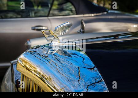 Lissabon, Portugal - 20. Januar 2024: Nahaufnahme und selektiver Fokus auf das Bentley Wings Flying B Maskottchen-Verzierung oder Motorhaubenabzeichen aus den 1950er und 1960er Jahren vor anderem Autohintergrund. Stockfoto