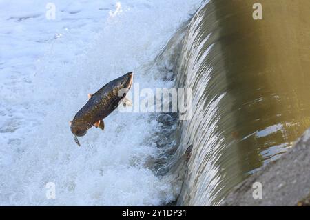 Toronto, ON, Kanada – 20. Oktober 2023: Salmon Run am Humber River im Old Mill Park in Kanada Stockfoto