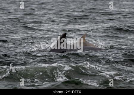 Delfin (Delphinus Truncatus) Im Moray Firth Am Chanonry Point Bei Inverness In Schottland Stockfoto