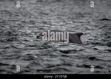 Delfin (Delphinus Truncatus) Im Moray Firth Am Chanonry Point Bei Inverness In Schottland Stockfoto