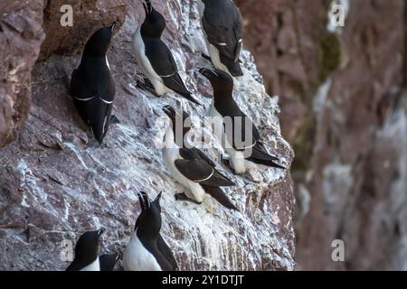 Seevögelarten Razorbills (Alca Torda) An Der Atlantikküste Von St. Abbs Head In Schottland Stockfoto