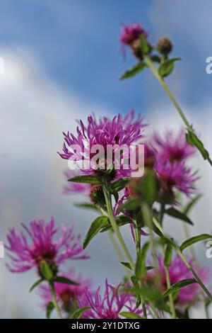 Thistle-like Common Knapweed (Centaurea Nigra) fotografiert aus einem niedrigen Winkel und blickt zu einem blauen Himmel mit weißen Wolken. Englische Wiese, Juli Stockfoto