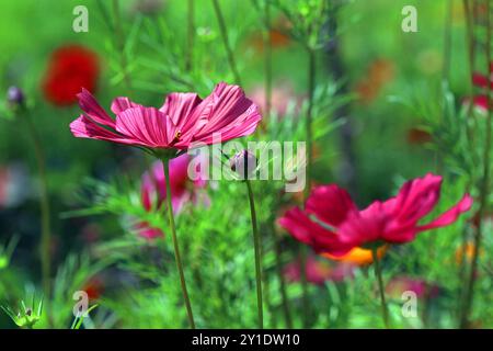 Nahaufnahme einer leuchtenden, tiefrosa Cosmos bipinnatus Blume (Garden Cosmos) vor einem farbenfrohen grünen Hintergrund. Englischer Garten, Juli. Stockfoto