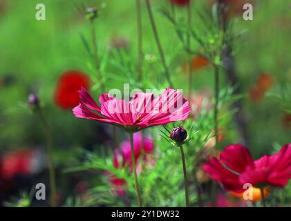 Nahaufnahme einer leuchtenden, tiefrosa Cosmos bipinnatus Blume (Garden Cosmos) vor einem farbenfrohen grünen Hintergrund. Englischer Garten, Juli. Stockfoto