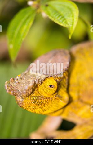 Wildes gelbes Chamäleon-Porträt, Madagaskar Stockfoto