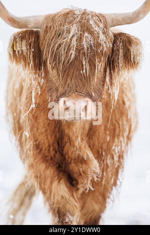 Highland-Kuh im Winterschnee, Bild über Ebbw Vale in Südwales Stockfoto