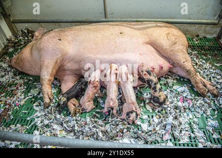 Große kommerzielle weiße Sau, Saugferkel in einem Abferkelstall Stockfoto