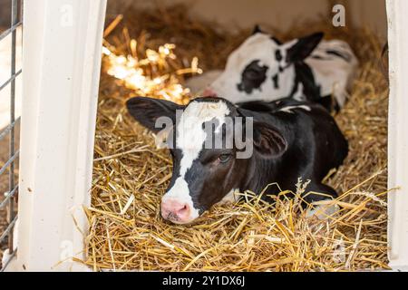 Milchkälber auf Stroheinstreu im Kälberstall Stockfoto