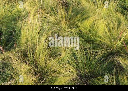 Prärie-Dropseed-Monokultur im Spätsommer bei Linne Woods in Morton Grove, Illinois Stockfoto