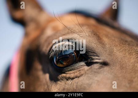 Nahaufnahme des Auges des braunen Pferdes am sonnigen Tag. Stockfoto
