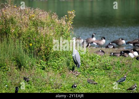 Ein grauer Reiher steht inmitten von hohem Grün, mit verschiedenen Wasservögeln im Hintergrund in der Nähe des Wassers. Stockfoto