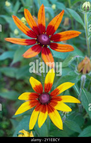 Rudbeckia hirta 'Autumn Forest', Coneflower, Rudbeckia bicolor ist eine Pflanze in der Familie der Sonnenblumen, Rudbeckia mit gelb-roten und orange-roten Blüten Stockfoto