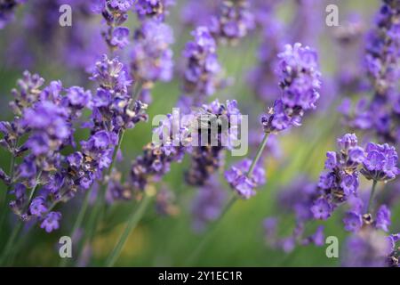 Hummel bestäubt blühenden Lavendelstrauch, stachelt im Wind. Insekten fliegen auf dem Blumenfeld Stockfoto