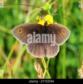 Ein Wiesenbrauner Schmetterling (Maniola jurtina) im Sommer in Gloucestershire UK Stockfoto