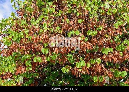 Der Judas-Baum (Cercis siliquastrum) ist ein kleiner Laubbaum aus Osteuropa. Blätter und Früchte. Stockfoto