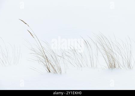 Trockene Ohren von Küstengras sind auf einem verschwommenen weißen Hintergrund, natürliche Hintergrundfotografie. Leymus arenarius Stockfoto