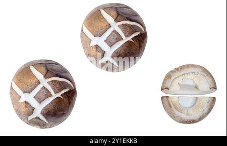 Ein Satz frischer Shiitake-Pilze von oben ist isoliert auf weißem Hintergrund mit Beschneidungspfad. Stockfoto