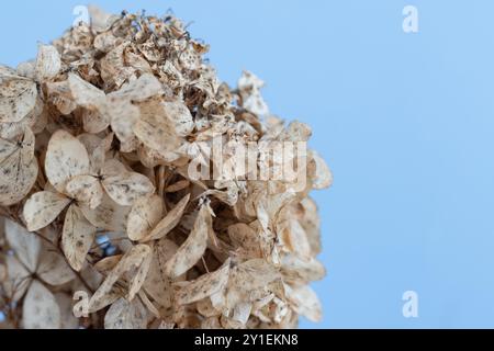 Trockene Blüten auf blauem natürlichem Hintergrund, Makrofoto der Hortensie mit selektivem Fokus Stockfoto