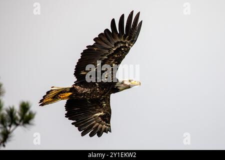 Weißkopfseeadler (Haliaeetus leucocephalus) unreif, im Flug mit Kopierraum, horizontal Stockfoto